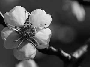 White, trees, fruit, Colourfull Flowers