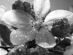 Flowers, viewes, fruit, trees