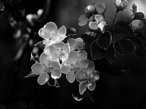 fruit, Fractalius, Flowers, trees, White