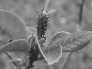 Magnolia, fruit