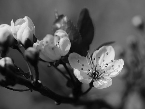 Pink, trees, fruit, Flowers