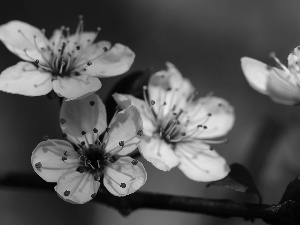 Pink, trees, fruit, Flowers