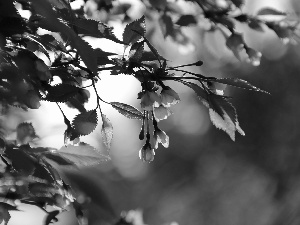 Pink, trees, fruit, Flowers