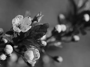 Pink, trees, fruit, Flowers