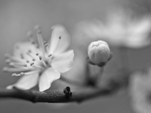 fruit, Spring, Flowers, trees, White