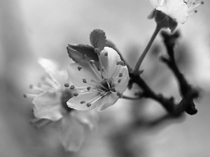 fruit, Spring, Flowers, trees, White