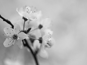 fruit, Spring, Flowers, trees, White