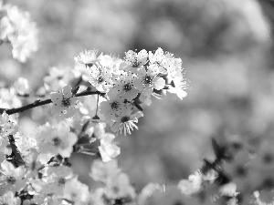 fruit, flourishing, trees