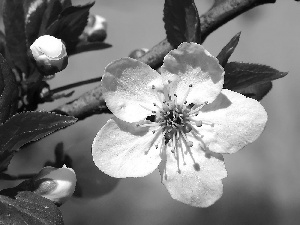 fruit, flourishing, trees