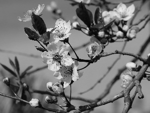 fruit, flourishing, trees