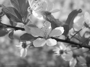 fruit, flourishing, trees