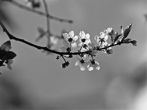 fruit, flourishing, trees