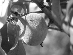 fruit, peach, twig