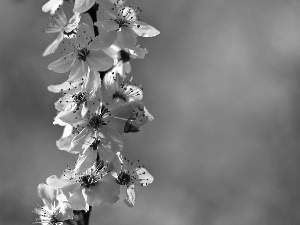 fruit, twig, Flowers, trees, White