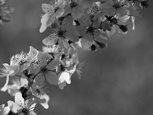 White, trees, fruit, Flowers