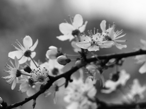 White, trees, fruit, Flowers