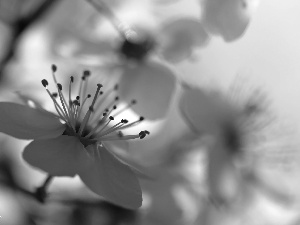 White, trees, fruit, Flowers