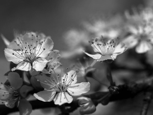 White, trees, fruit, Flowers