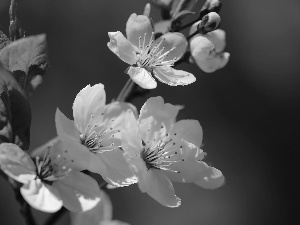 White, trees, fruit, Flowers