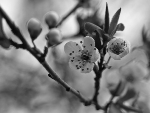 White, trees, fruit, Flowers