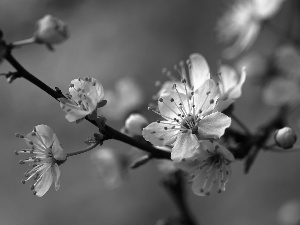 White, trees, fruit, Flowers