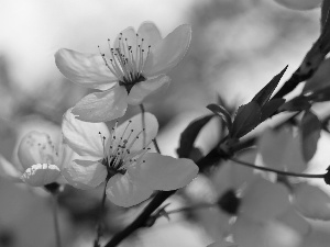 White, trees, fruit, Flowers