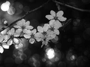 White, trees, fruit, Flowers