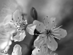 White, trees, fruit, Flowers