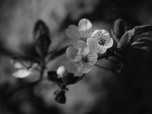 White, trees, fruit, Flowers