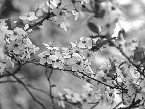 White, trees, fruit, Flowers