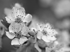 White, trees, fruit, Flowers