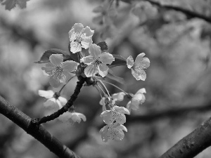 White, trees, fruit, Flowers