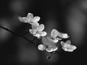 White, trees, fruit, Flowers