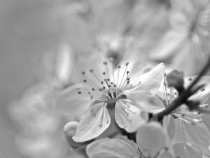 White, trees, fruit, Flowers