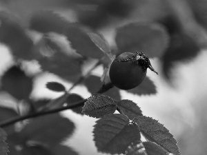 Wild, Red, fruit, rose