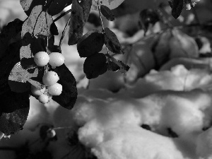 Fruitbodies, twig, water, snow, drops, Symphoricarpos Duhamel