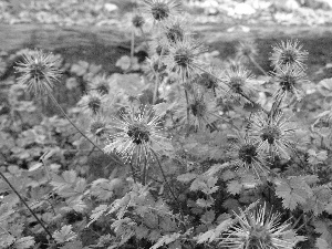 Aceny Buchanana, spiky, Fruits