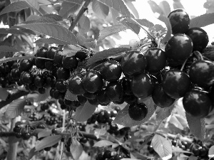 Fruits, cherry, Mature