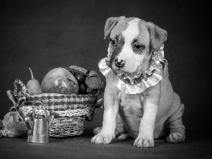 Fruits, dog, Puppy