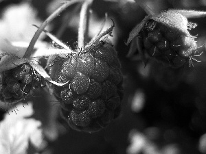 Fruits, Mature, raspberry