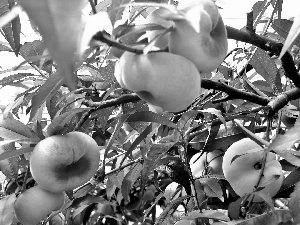 sapling, Mature, Fruits, peach