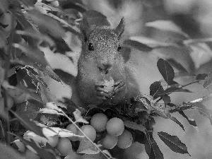 squirrel, Apricot, Fruits, trees