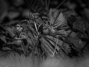 Fruits, Strawberries