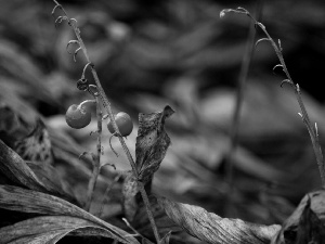 lily of the Valley, Fruits