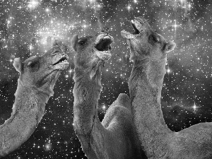 full, Stars, Camels, Sky, Three