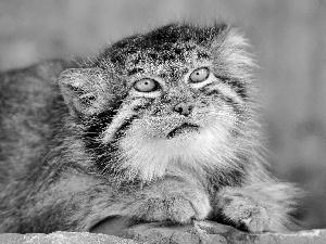 Fur, Manul, Drapieżnik