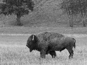 Fur, Bison, horns