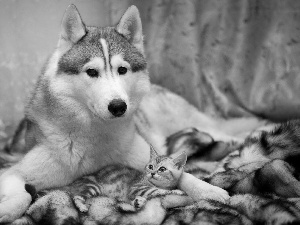 Siberian Husky, cat, Fur