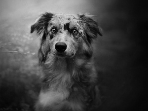 fuzzy, background, Australian Shepherd, muzzle, dog