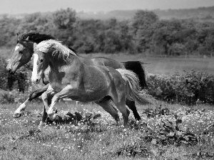 gallop, Meadow, bloodstock